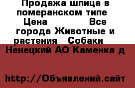 Продажа шпица в померанском типе › Цена ­ 20 000 - Все города Животные и растения » Собаки   . Ненецкий АО,Каменка д.